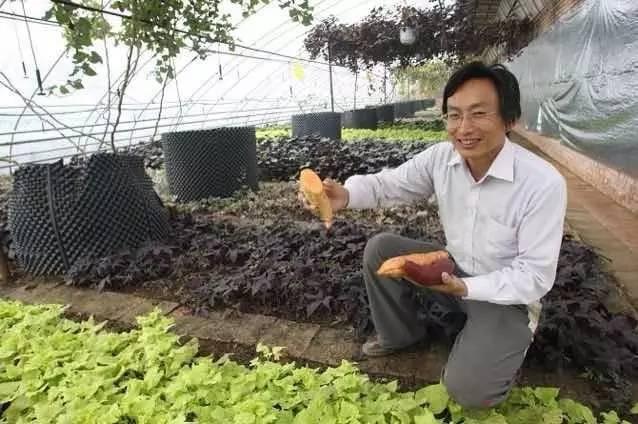 红薯批发价格最新行情，科技与生活的融合风采