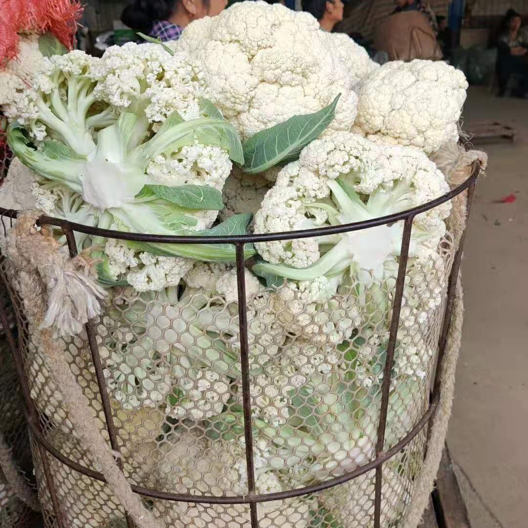 菜花价格最新行情更新，散花菜花价格动态