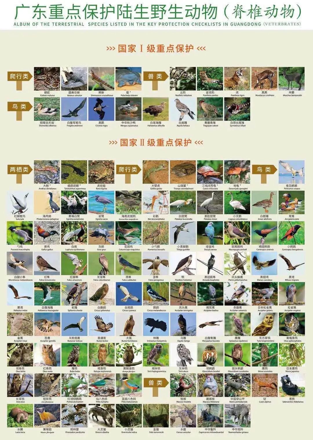 最新禁养动物，时代的审视与影响及其影响分析