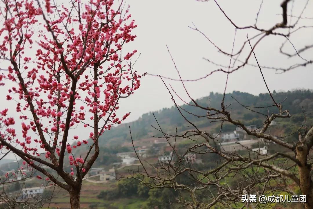 追风影视App最新版下载，小巷中的影视宝藏，探索无尽精彩！