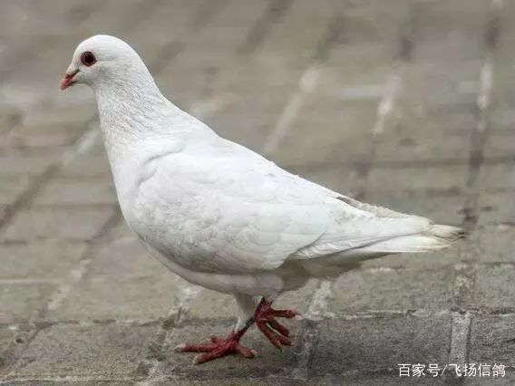 2015信鸽比赛归巢视频回顾与小巷特色小店探秘