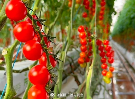 科技重塑果实魅力，最新果穗体验未来之魅力