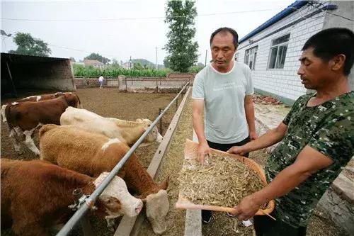 辽宁肉牛最新价格行情深度解析