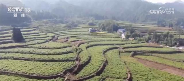 定兴合并村最新动态，自然美景的探索之旅