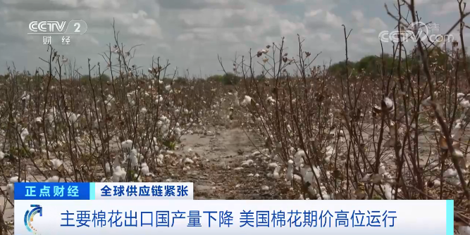 郑州棉花期货实时行情与小巷隐秘探秘