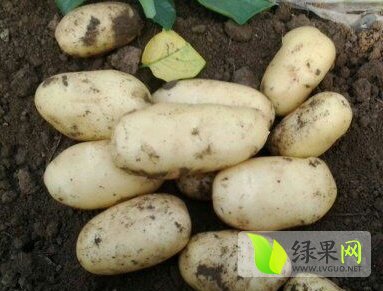 滕州土豆价格最新行情深度解析及观点论述